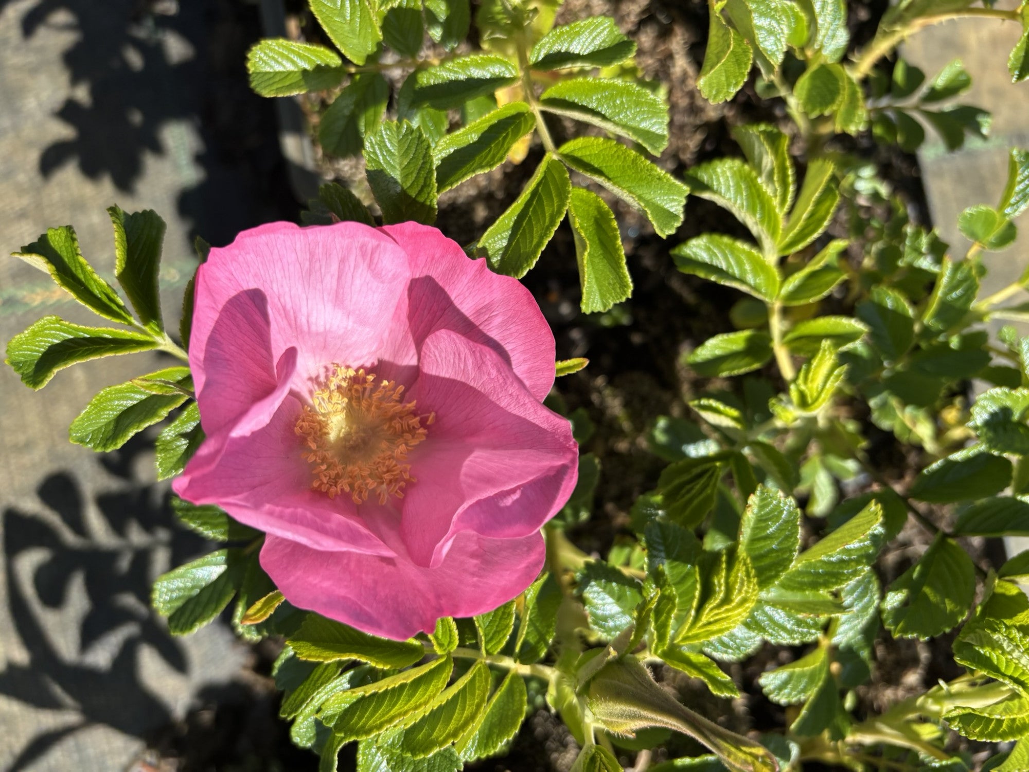 Rosa rugosa (Apfelrose)