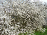 Prunus spinosa VkG 1 in Einzelansicht; Einsatz: Bienenweidebienenfreundlich;;Pflanzen vom Profi