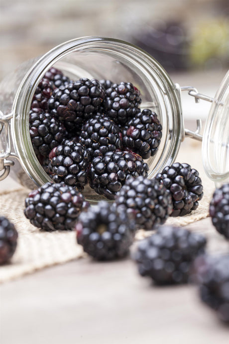Rubus frut. 'Black Satin' mit Früchten; Einsatz: ;;ab 16,90 Euro