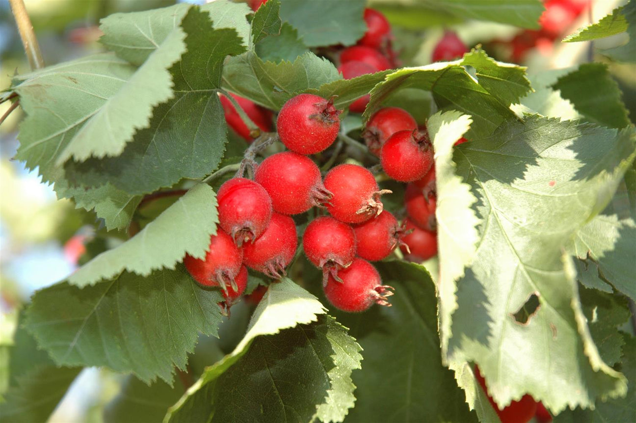 Crataegus coccinea mit Früchten, erhältlich von 100-125 bis 450-650 cm; Einsatz: ;;ab 69,00 Euro