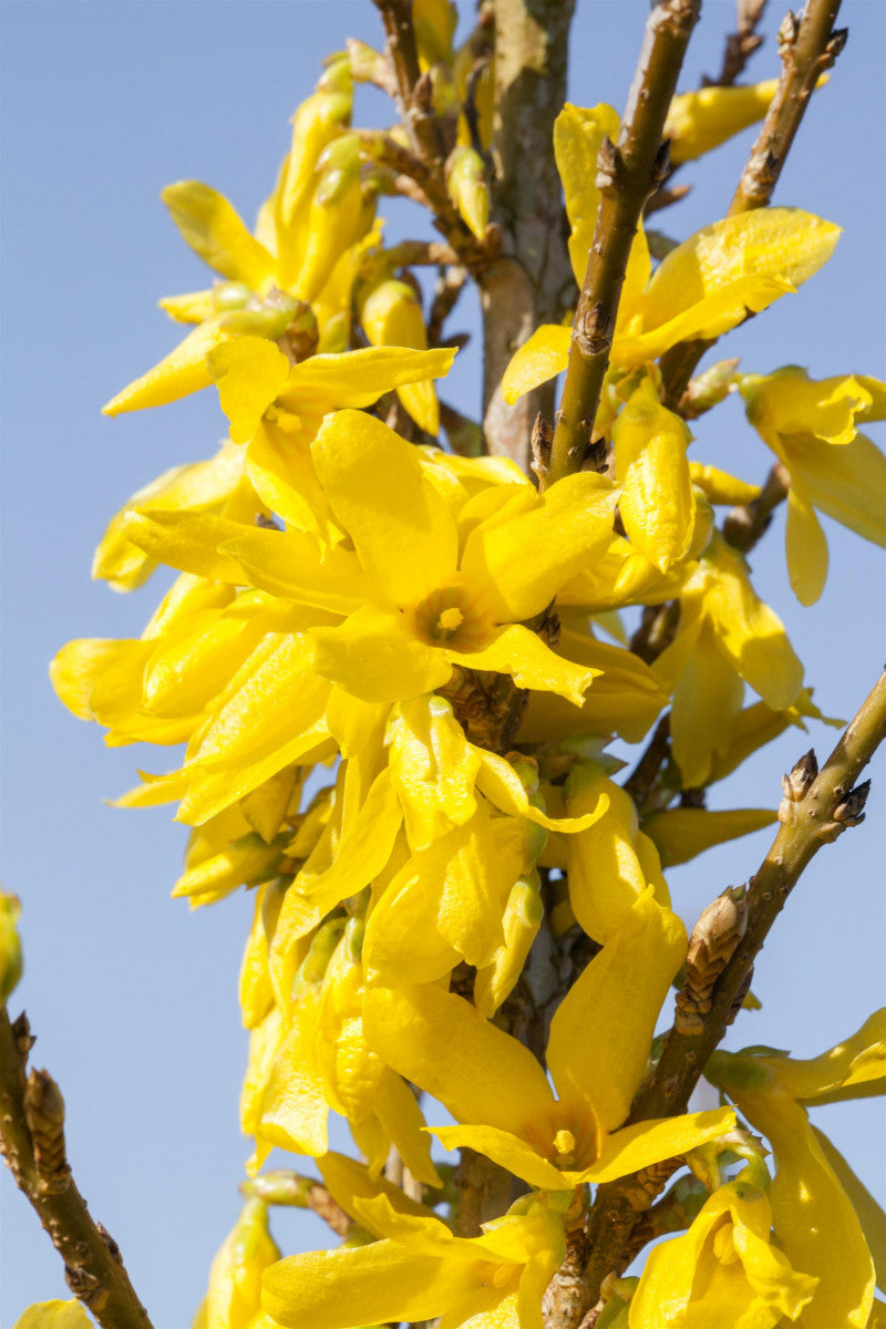 Forsythia x intermedia 'Week-End' mit Blüte, erhältlich als: verschulte Sträucher; Einsatz: Blütenheckeanspruchslos;;günstig mit Qualität