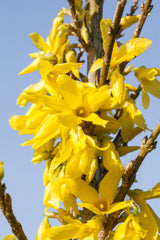 Forsythia x intermedia 'Week-End' mit Blüte, erhältlich als: verschulte Sträucher; Einsatz: Blütenheckeanspruchslos;;günstig mit Qualität