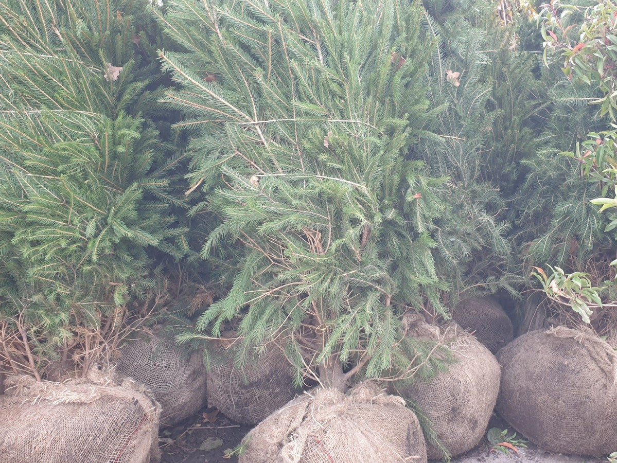 Gemeine Fichte; vorbereitet für Versand; relativ geringe Verbissgefährdung durch Wild; Einsatzmöglichkeit z.B. : Heckenpflanze;;mit zeitnaher Lieferung