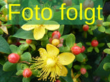 Hypericum moserianum; Bild wird ergänzt; winterhart; Einsatzmöglichkeit z.B. : Bienenweide; verfügbar in 3 Größen und Varianten;;ab 0,00 Euro