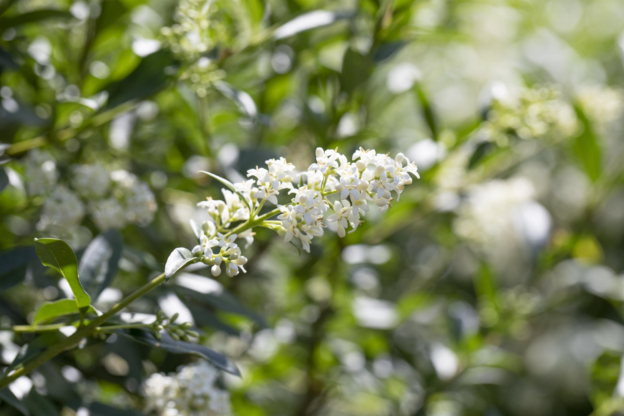 Ligustrum vulgare VkG 5 (Gemeiner Liguster)