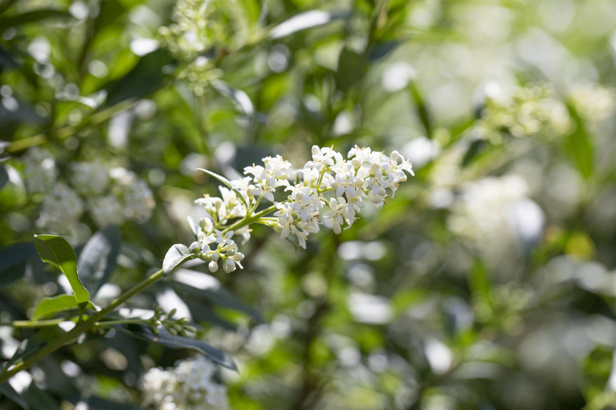 Ligustrum vulgare VkG 5 mit Blüte, erhältlich von 40-60 bis 200-250 cm; Einsatz: ;;ab 3,25 Euro