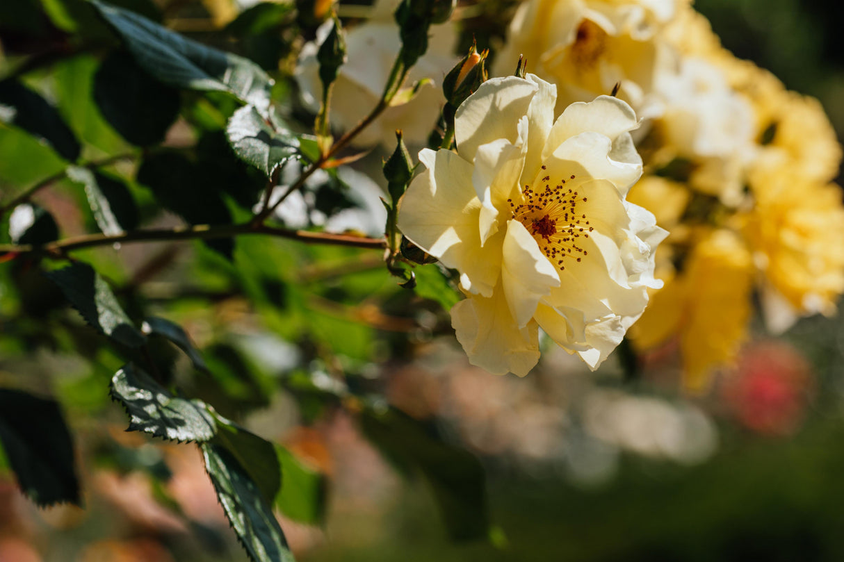 Rosa 'Frühlingsgold' STR mit Blüte; Einsatz: ;;ab 9,50 Euro