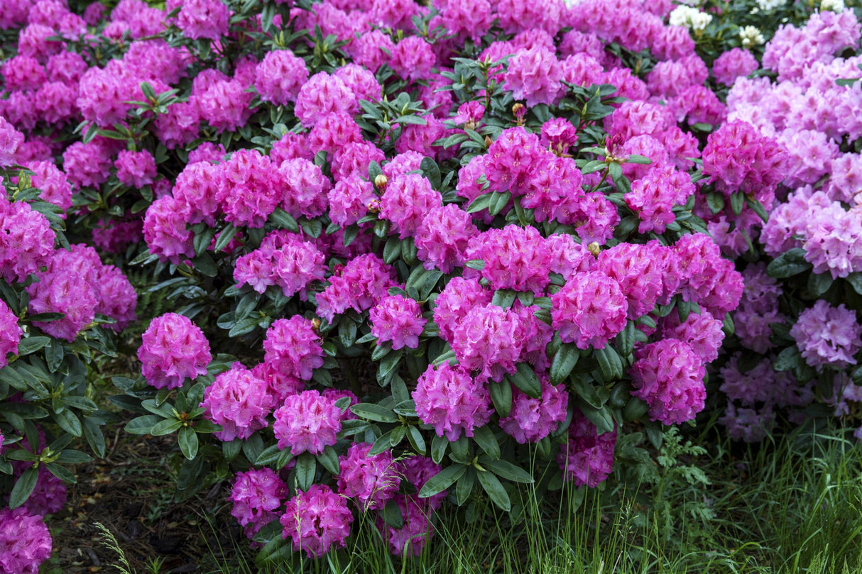 Rhododendron yak. 'Bad Zwischenahn' mit Blüte, erhältlich von 40-50 bis 50-60 cm; Einsatz: ;;ab 58,00 Euro