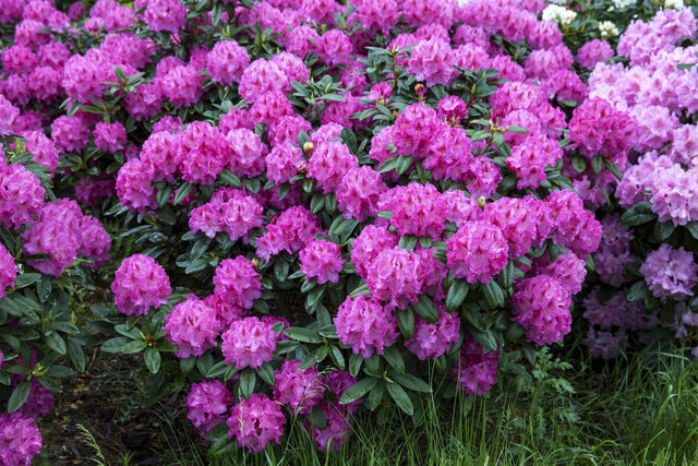 Rhododendron yak. 'Bad Zwischenahn' mit Blüte, erhältlich von 40-50 bis 50-60 cm; Einsatz: ;;ab 58,00 Euro
