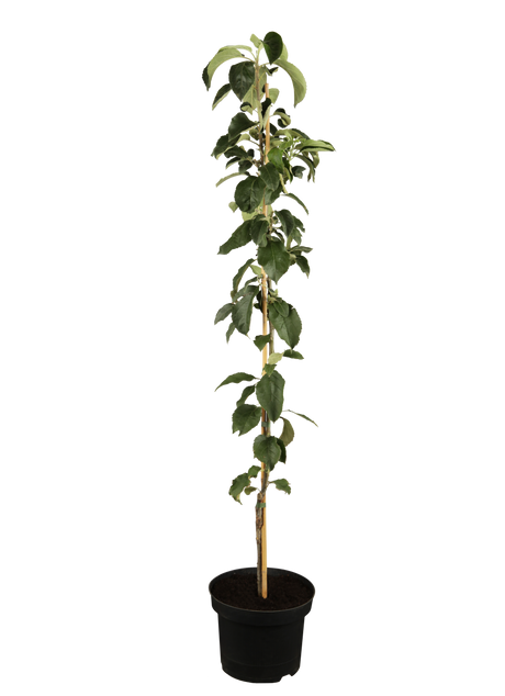 Malus 'Greencats' im Topf, erhältlich von 100-150 bis 500-580 cm; Einsatz: ;;ab 83,00 Euro