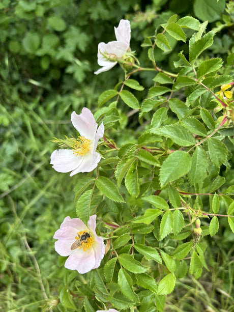 Rosa canina VkG 1 mit Blüte, erhältlich von 40-70 bis 100-150 cm; Einsatz: ;;ab 1,95 Euro