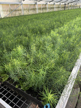 Pseudotsuga menziesii viridis; als Pflanze im Beet; schnellwachsend; Einsatzmöglichkeit z.B. : Nutzholz; verfügbar in 10 Größen und Varianten;;ab 0,44 Euro