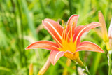 Hemerocallis fulva; hier mit Blüte; lange Blütezeit; Einsatzmöglichkeit z.B. : Rabatten;;ab 0,00 Euro