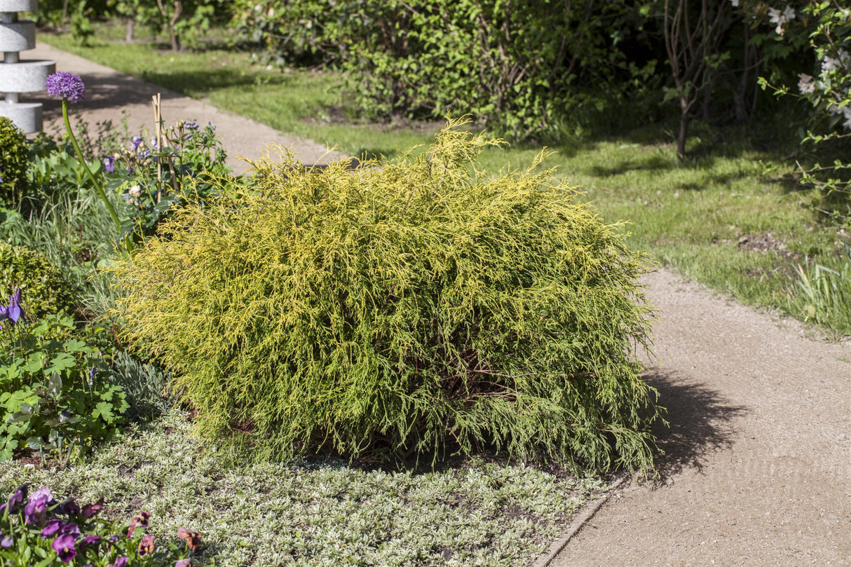 Chamaecyparis pis. 'Filifera Aurea Nana' , erhältlich von 15-20 bis 70-80 cm;;ab 14,00 Euro