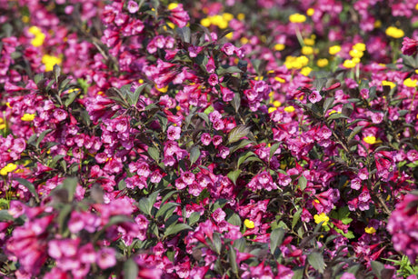 Weigela florida 'Victoria' mit Blüte, erhältlich von 40-60 bis 40-60 cm; Einsatz: ;;ab 18,90 Euro