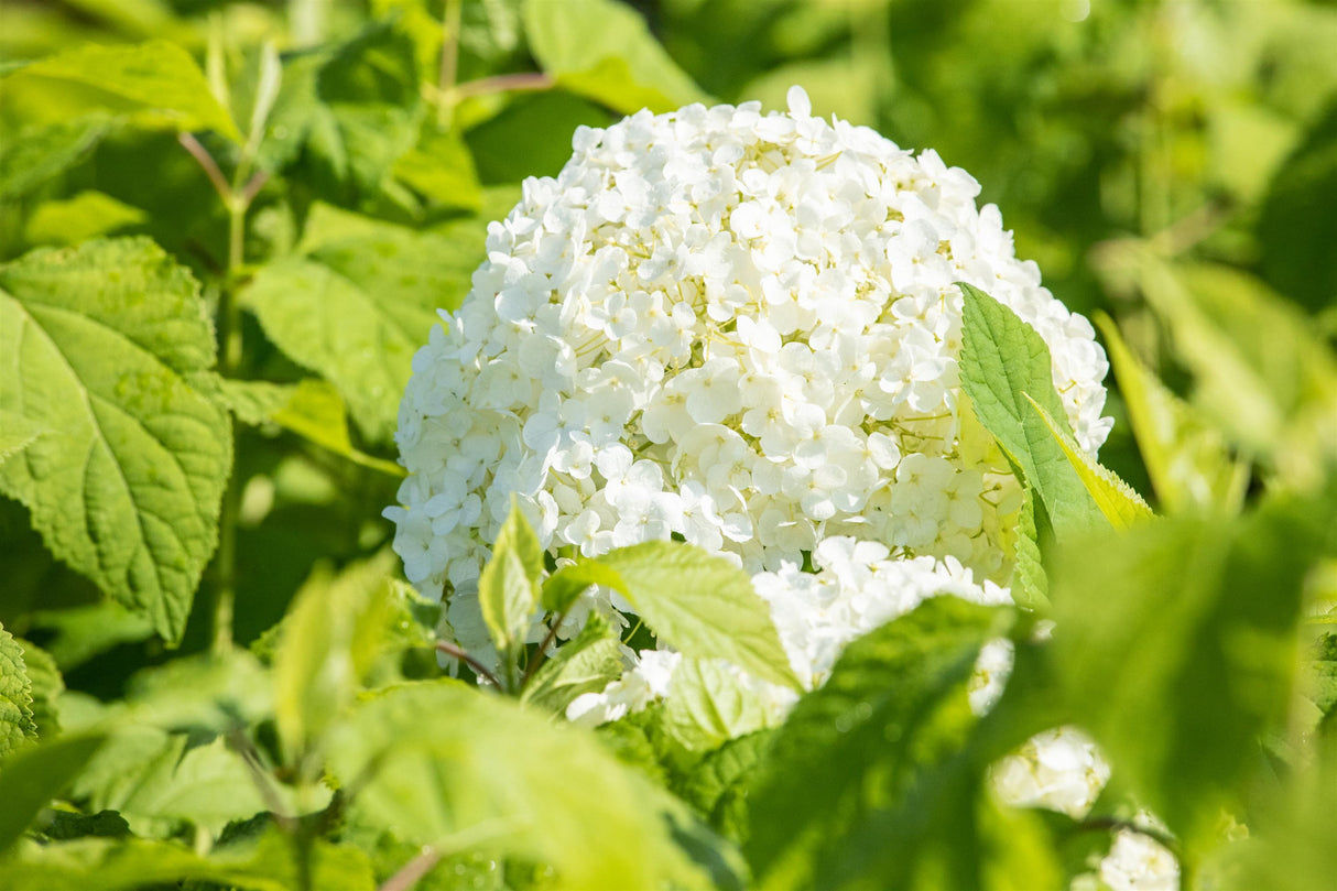 Ballhortensie 'Annabelle' mit Blüte, verfügbar in 3 Größen und Varianten; Einsatz: Solitärpflanzegroße Blütenköpfe;;hier kaufen
