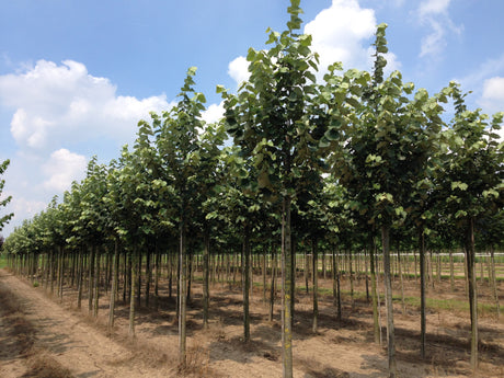 Tilia tomentosa 'Brabant' als Pflanze im Beet, erhältlich von 270-330 bis 450-650 cm; Einsatz: ;;ab 178,00 Euro