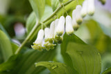 Polygonatum odoratum; hier mit Blüte; schattenverträglich; Einsatzmöglichkeit z.B. : Schattige Beete;;ab 0,00 Euro