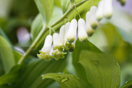 Polygonatum odoratum mit Blüte; Einsatz: ;;ab 7,50 Euro