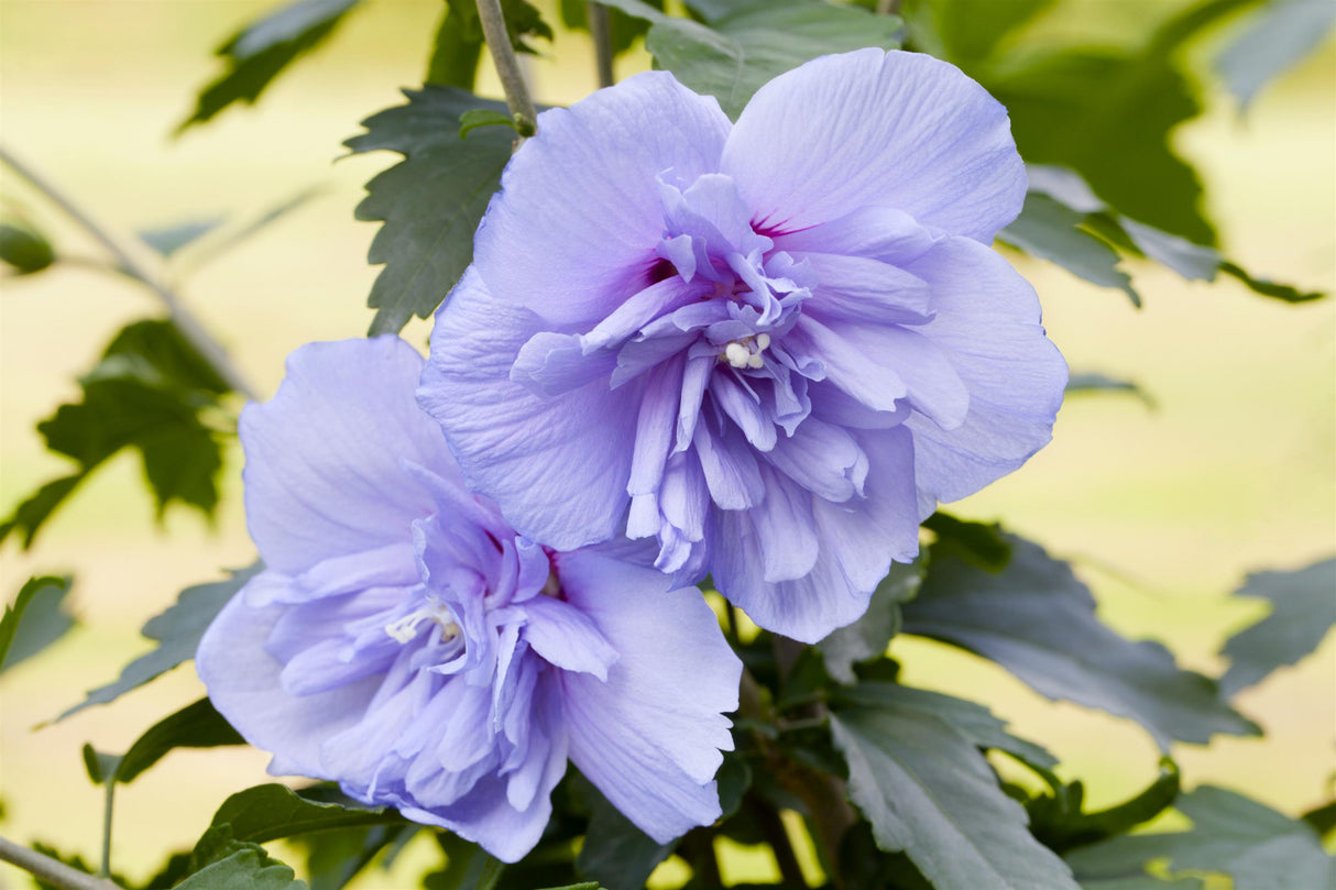 Hibiscus syriacus 'Blue Chiffon' mit Blüte, erhältlich von 40-60 bis 200-250 cm; Einsatz: ;;ab 24,60 Euro