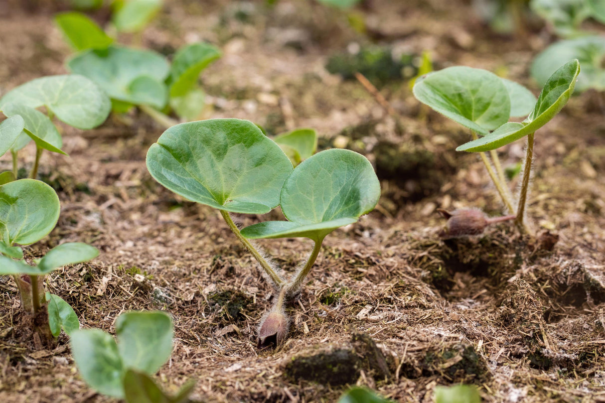 Asarum europaeum ;;ab 6,30 Euro