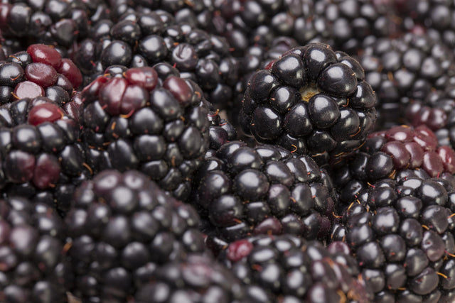 Rubus frut. 'Cheyenne' mit Früchten; Einsatz: ;;ab 16,90 Euro