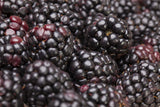 Rubus frut. 'Thornfree'; mit Früchten/Fruchtbehang; große Früchte; Einsatzmöglichkeit z.B. : Beerenhecke;;ab 23,60 Euro