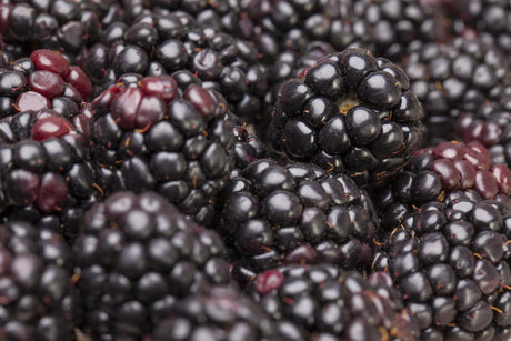 Rubus frut. 'Thornfree' mit Früchten; Einsatz: ;;ab 16,90 Euro