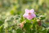 Geranium macrorrhizum 'Ingwersen'; schneckensicher (schneckenresistent);;ab 0,00 Euro