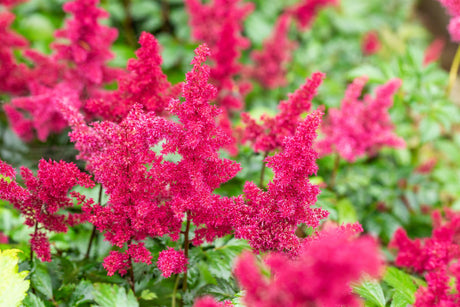 Astilbe x arendsii 'Fanal' mit Blüte; Einsatz: ;;ab 4,00 Euro