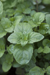 Calamintha grandiflora; bienenweide;;ab 0,00 Euro