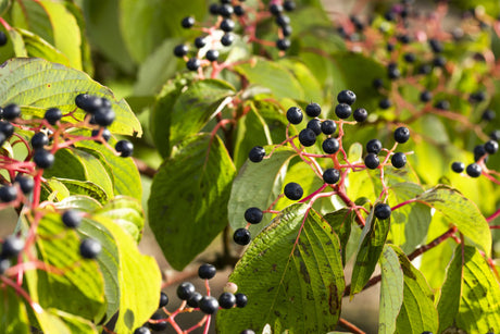 Cornus sanguinea VkG 1 mit Früchten, erhältlich von 50-80 bis 200-250 cm; Einsatz: ;;ab 2,56 Euro
