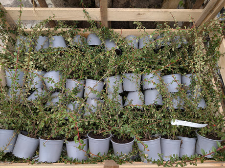Kriechmispel 'Coral Beauty'; vorbereitet für Versand; winterhart; Einsatzmöglichkeit z.B. : Solitärgehölz; erhältlich von 20-30 bis 30-40 cm;;hier kaufen