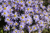 Aster amellus 'Glücksfund'; bienenfreundlich;;ab 0,00 Euro