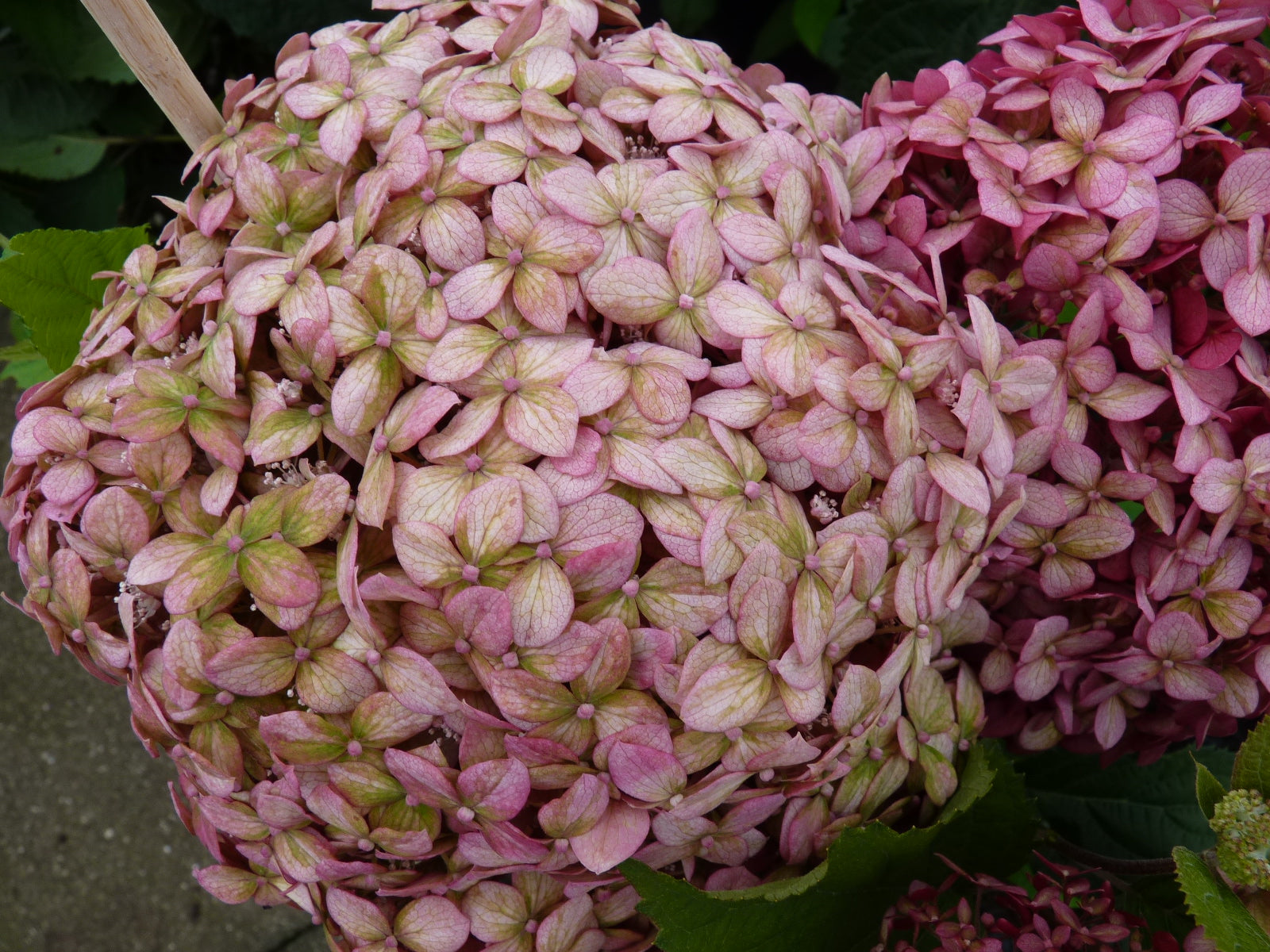 Hydrangea arbor. 'Pink Annabelle' (Ballhortensie 'Pink Annabelle' -R-)