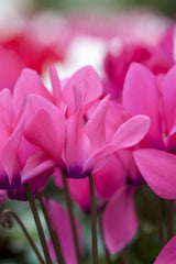 Cyclamen coum 'Rubrum'; hier mit Blüte; winterhart; Einsatzmöglichkeit z.B. : Steingärten;;ab 0,00 Euro