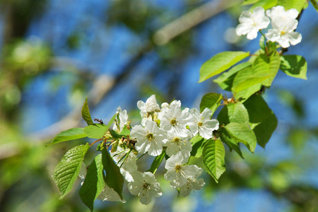 Prunus cer. 'Jade' mit Blüte, erhältlich von 150-200 bis 450-650 cm; Einsatz: ;;ab 43,60 Euro