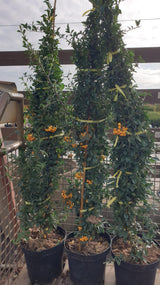 Pyracantha 'Soleil d'Or'; vorbereitet für Versand; immergrün; Einsatzmöglichkeit z.B. : Solitärgehölz;;mit zeitnaher Lieferung