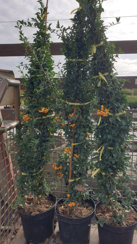 Pyracantha 'Soleil d'Or'; vorbereitet für Versand; immergrün; Einsatzmöglichkeit z.B. : Solitärgehölz;;mit zeitnaher Lieferung