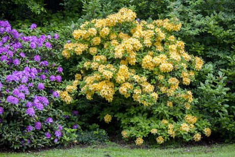 Rhododendron lut. 'Goldpracht' , erhältlich von 25-30 bis 50-60 cm;;ab 25,90 Euro