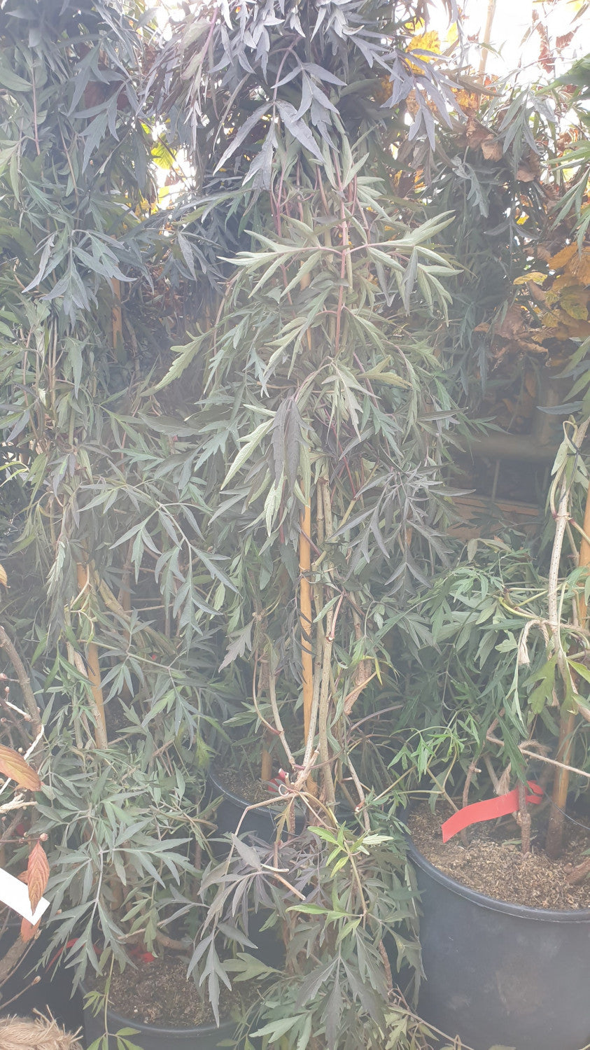 Sambucus nigra 'Black Lace'; vorbereitet für Versand; dekorative Blätter; Einsatzmöglichkeit z.B. : Vogelnährgehölz;;ab 36,00 Euro