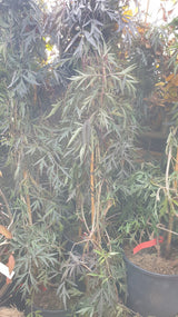 Sambucus nigra 'Black Lace'; vorbereitet für Versand; dekorative Blätter; Einsatzmöglichkeit z.B. : Vogelnährgehölz;;ab 36,00 Euro