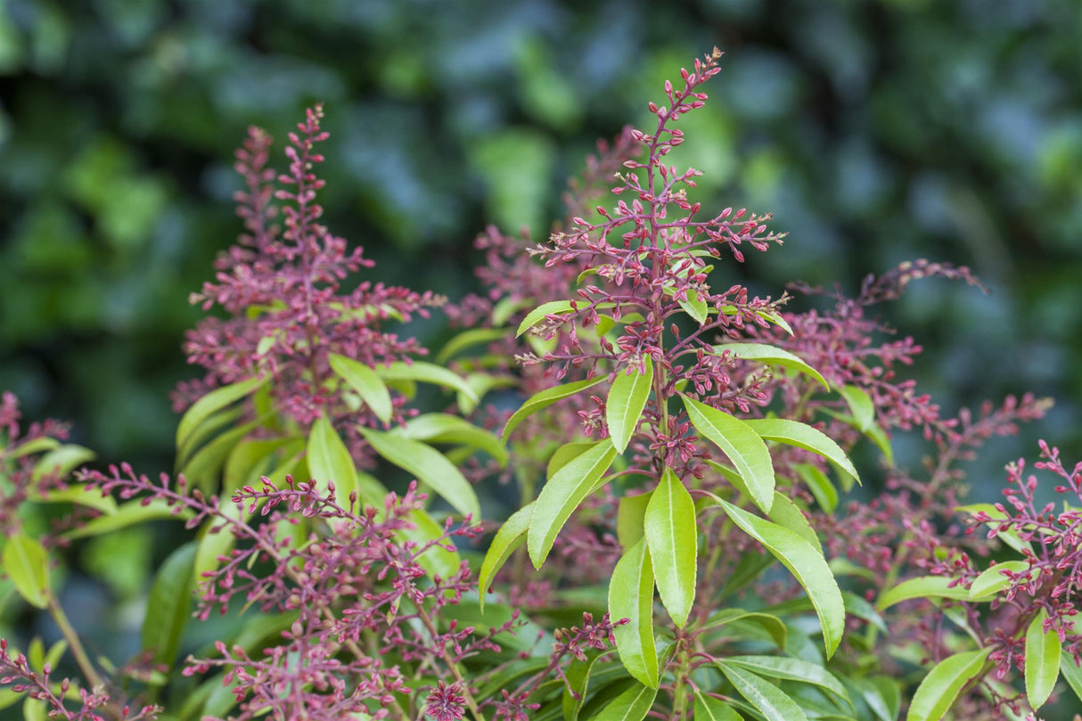 Pieris japonica 'Valley Rose' , erhältlich von 20-25 bis 80-100 cm;;ab 17,40 Euro