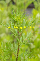 Genaues Foto für Artemisia dracunculus var. sativus folgt; dieses ähnliche Bild dient der Illustration von Französischer Estragon