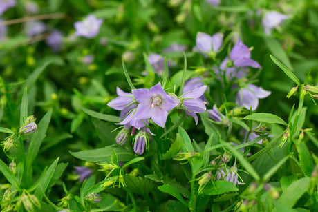 Campanula cochleariif. 'Bavaria Blue', gen. mit Blüte; Einsatz: ;;ab 3,95 Euro