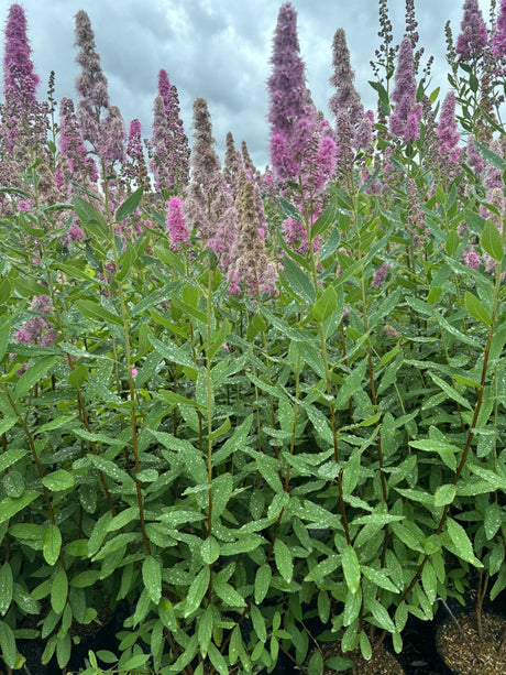 Spiraea billardii 'Triumphans' mit Blüte, erhältlich von 40-60 bis 80-100 cm; Einsatz: ;;ab 4,75 Euro