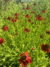 Helenium x cult. 'Moerheim Beauty' mit Blüte; Einsatz: ;;ab 5,65 Euro