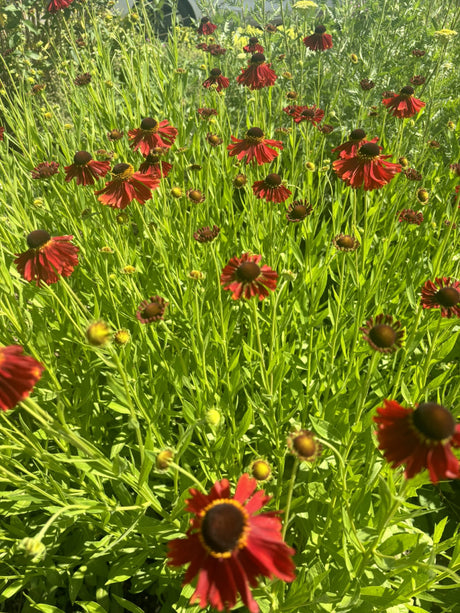 Helenium x cult. 'Moerheim Beauty' mit Blüte; Einsatz: , ;;ab 4,94 Euro