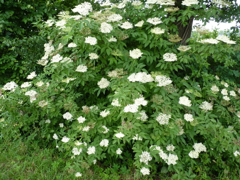 Sambucus nigra VkG 1 mit Blüte; Einsatz: Fruchtschmuck;;ab 2,76 Euro