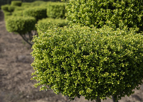 Ilex crenata 'Glorie Gem' , erhältlich von 30-35 bis 55-60 cm;;ab 59,50 Euro